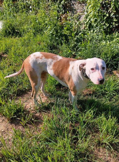 Romy, femelle, X Berger, n&eacute;e le 02/10/2022 380 74000 Annecy