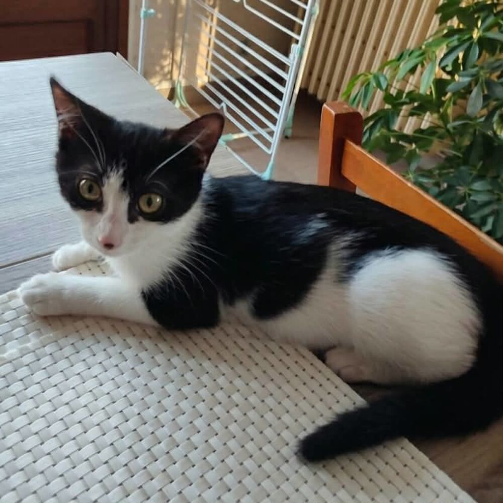   BELLA° 