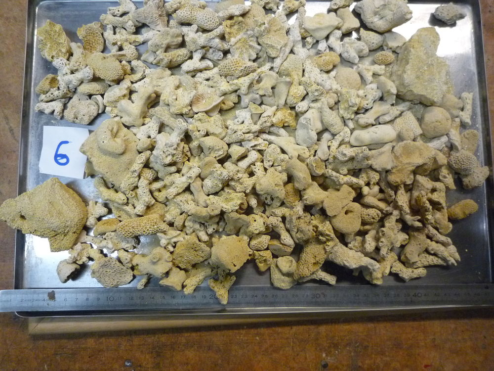 LOT N&deg;06 X 2 KILOS DE CORAUX FOSSILES BARTONIEN 