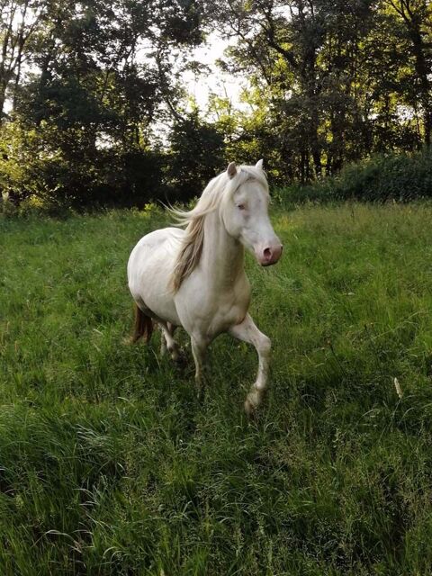 IDALGO, gentil poney ONC crme  adopter via l'association UMA 44810 Hric