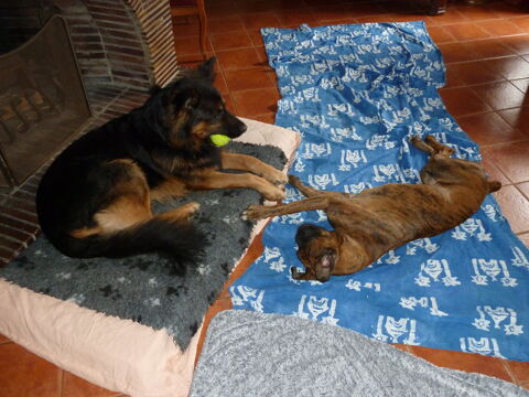 Animaux en vacances (garde) 0 78760 Jouars-pontchartrain