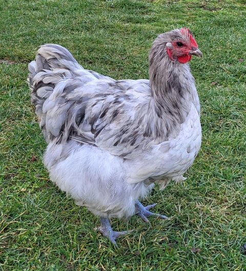 Coqs Orpington GR 15 21130 Auxonne