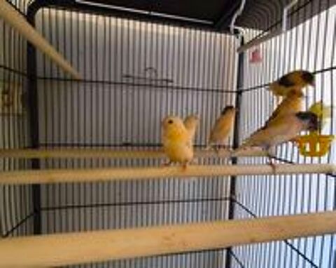   Canaris 2026 