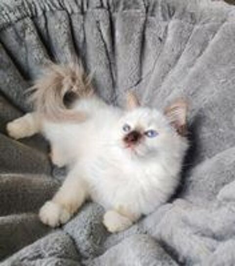   Magnifique chaton sacré de Birmanie loof  