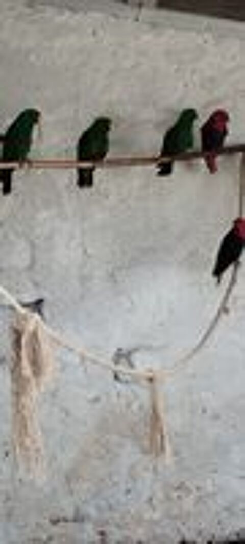   Eclectus polychloros  