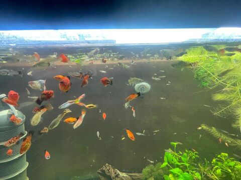 guppy d'aquarium 2 94400 Vitry-sur-seine