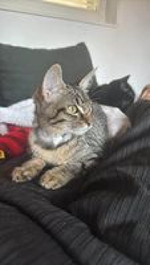   MOON – JEUNE CHATTE À ADOPTER 4 MOIS 
