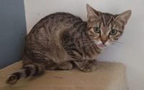   Bobine, chatte tigrée à adopter 