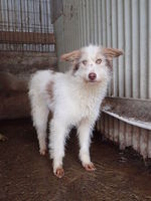   Shiley à l'adoption 