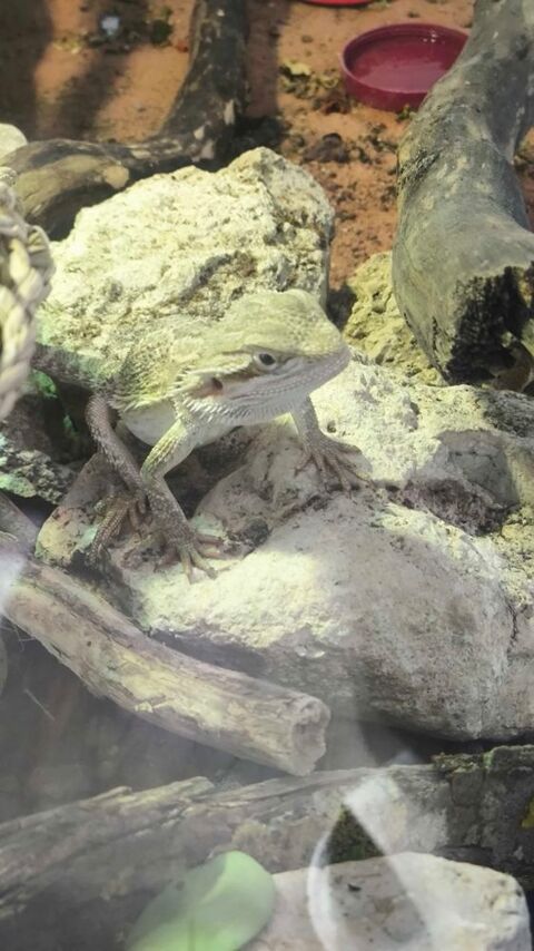 Pogona ( dragon barbu ) 135 45000 Orl�ans