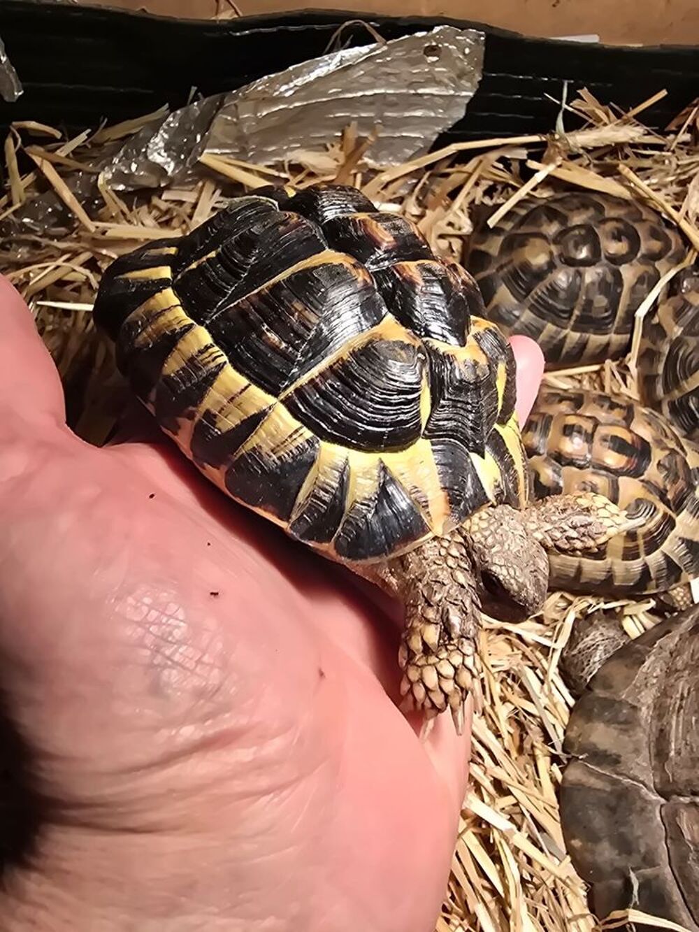   Tortue 