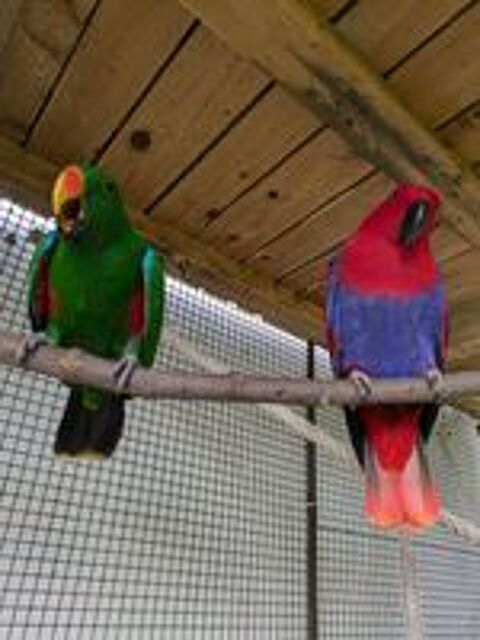   Eclectus epp femelle 2015 