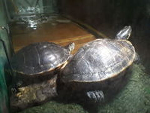   Couple tortue d eau trachemis scripta +Aquarium  