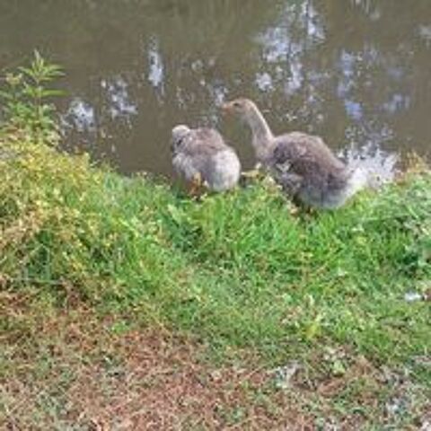   Couple d'oies avec 2 oisons  