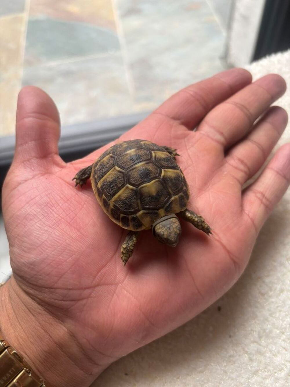   Enclos à tortue  