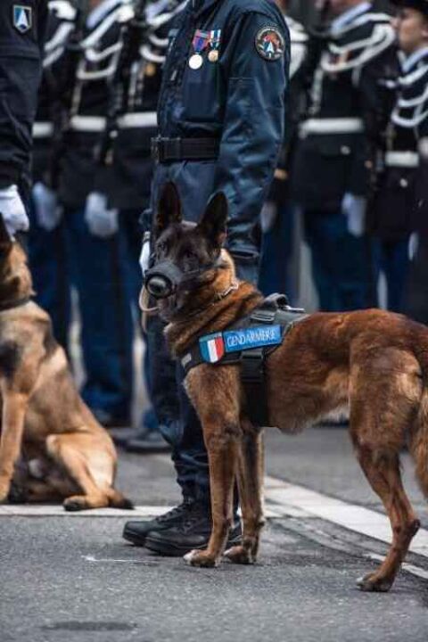 Adoption chien militaire retraiit&eacute; 0 91710 Vert-le-petit
