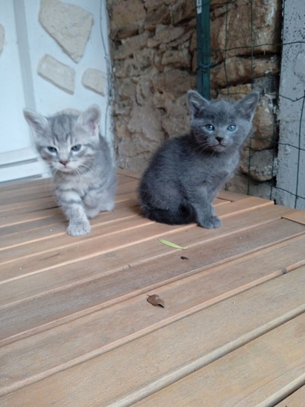  DONNE CHATONS  