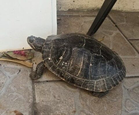 Tortue floride 50 66250 Saint-laurent-de-la-salanque