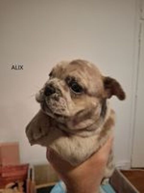   B�b�s bouledogues fran�ais exotiques  