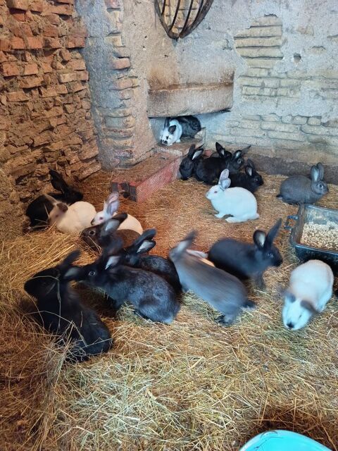  lapins de ferme 12 82130 Lamothe-capdeville