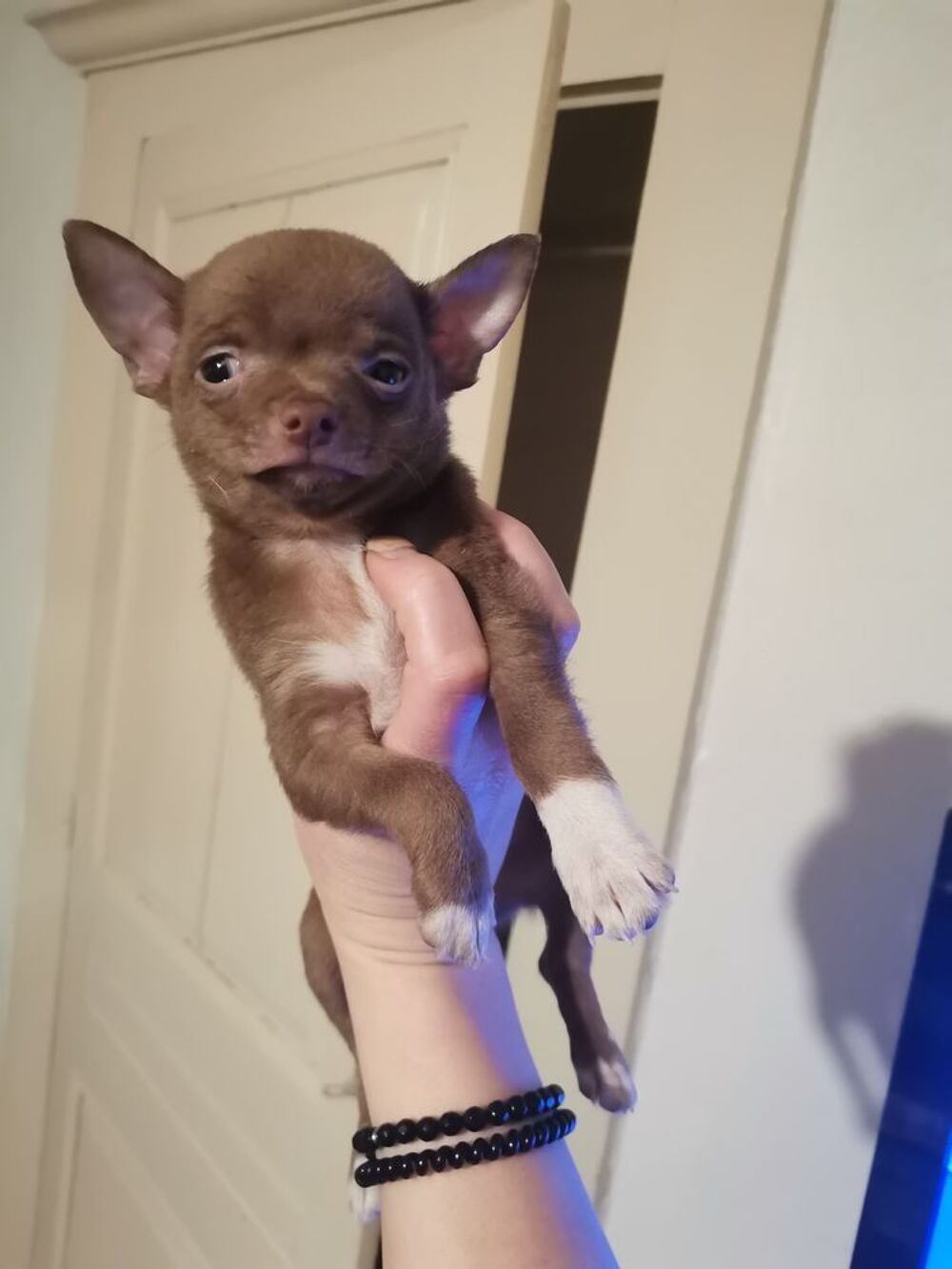   Chiot chihuahua chocolat  