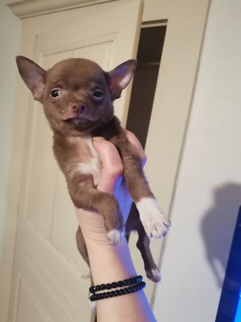 Chiot chihuahua chocolat 750 01100 Arbent