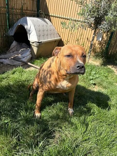 Chien KATARY à l adoption 210 26600 Chanos-curson
