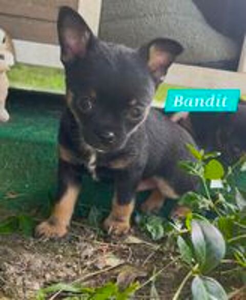   Chiots chihuahuas  