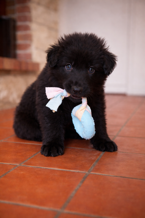 Chiot Berger allemand ancien type 1500 17170 Cour�on