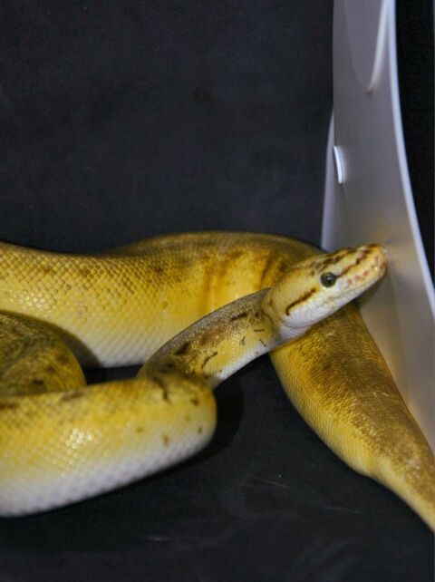 Femelle python spinner blast het pied bald 79400 Saint-maixent-l'cole