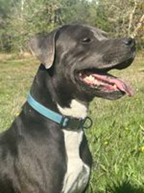   Tyson, mâle retriever du Labrador de 3 ans,  