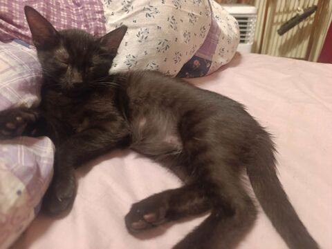 R&eacute;mus un amour de chaton 180 92310 Sèvres