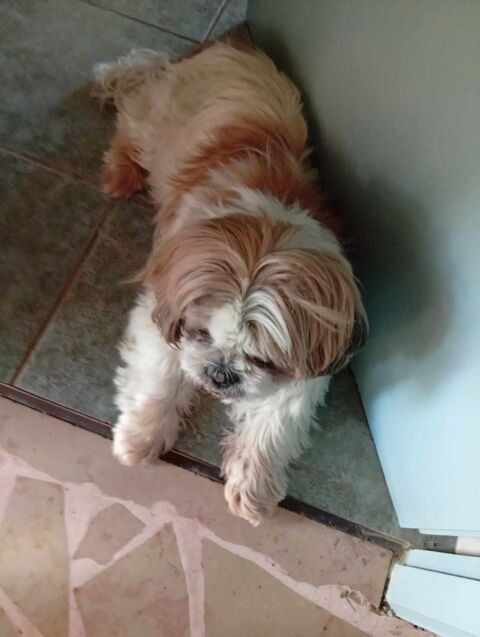 Shih tzu senior de 10 ans. 90 57000 Metz