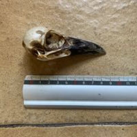 cabinet curiosit� taxidermie crane de corbeau 100 Villeurbanne (69)
