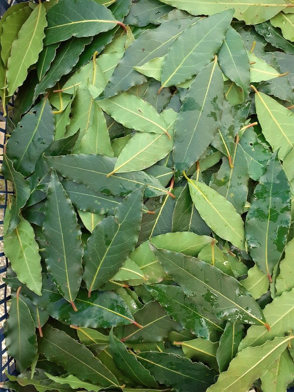 Donne feuilles de laurier sauce Jardin