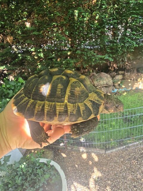 Tortue male de 27 ans 250 69290 Craponne