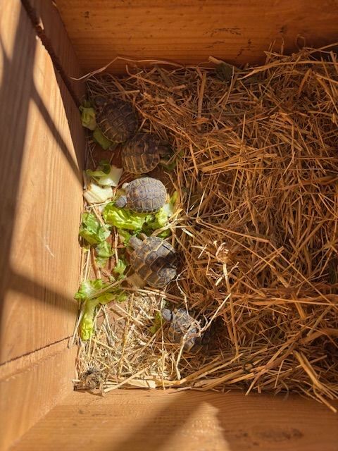 Tortues de terre n&eacute;es en ao&ucirc;t 2026 20 30670 Aigues-vives