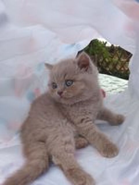   Magnifiques chatons British shorthair NON Loof 
