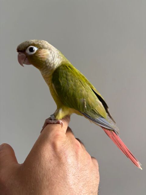 Conure Molinae eam 200 42800 Rive-de-gier