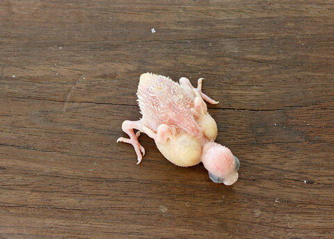 RECHERCHE B&Eacute;B&Eacute; OISEAUX PERRUCHE ONDUL&Eacute;E A &Eacute;LEVER A LA MAIN 60 03340 Neuilly-le-r�al