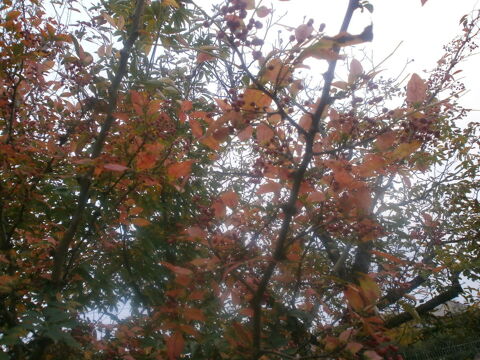 poivrier du sichuan 5 Saint-Marcel (71)