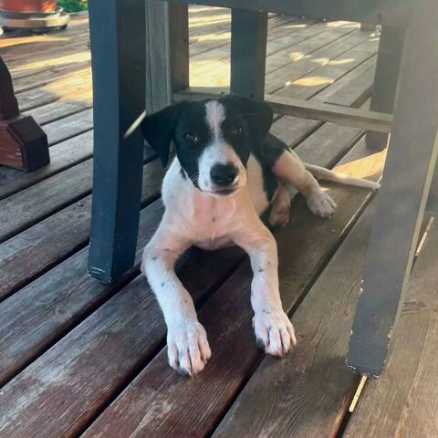 ✨️ TANIN ✨️ 🐶 290 95000 Cergy