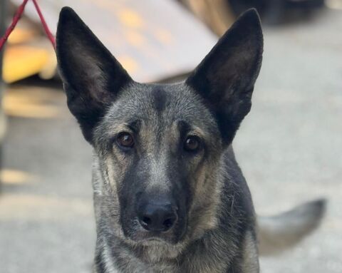 SOMBRA 320 27620 Gasny