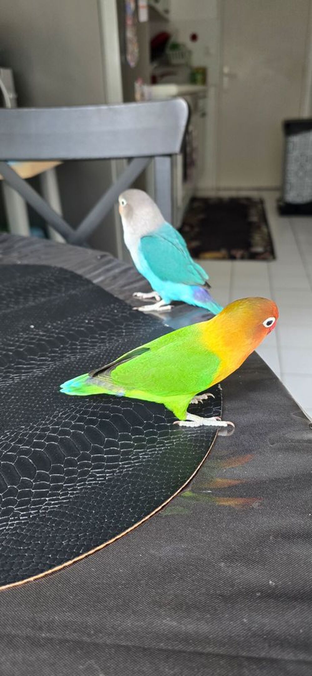   Couple Ins�parables EAM 