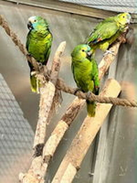   trio amazone front bleue 