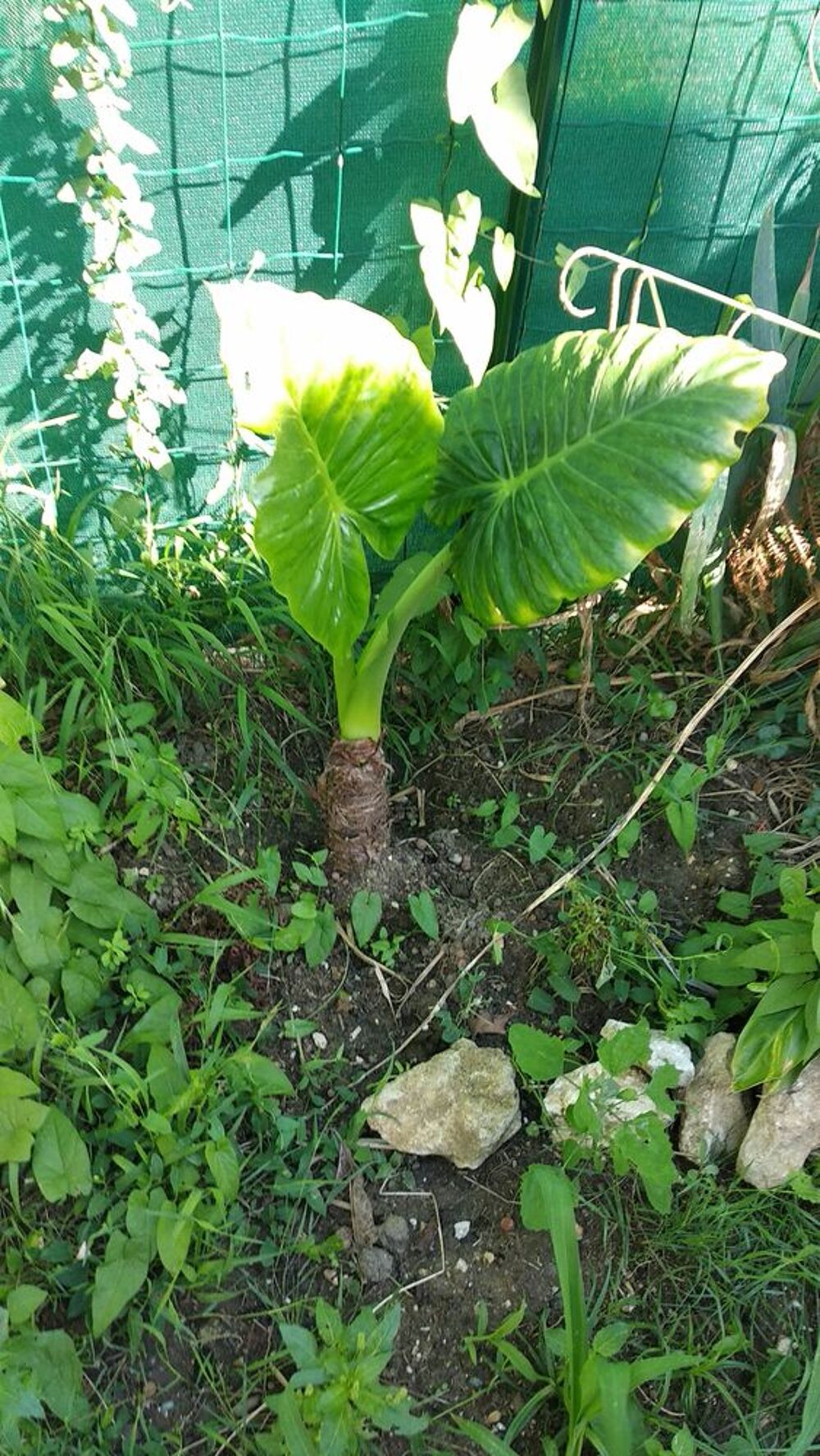 plusieurs plantes Jardin