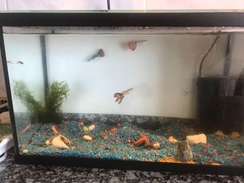 Recherche petits poissons pour petit aquarium &agrave; Nice Ouest. 0 06200 Nice