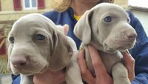   Superbes chiots mâles braque de WeimarA 