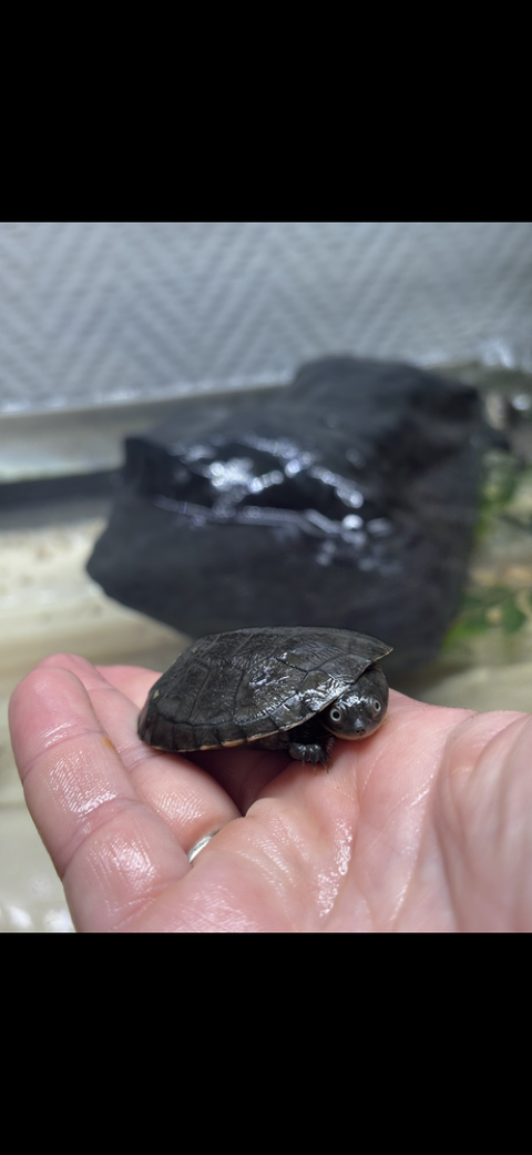 TORTUE D'EAU 49 44230 Saint-s�bastien-sur-loire