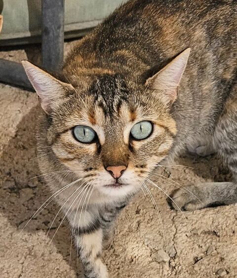 TALI 230 27620 Gasny